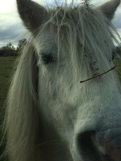 Year 10 pupil Leo captured a close-up of a horse.