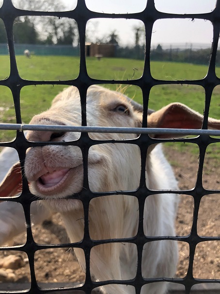 Joe, also in Year 7, snapped an inquisitive goat.