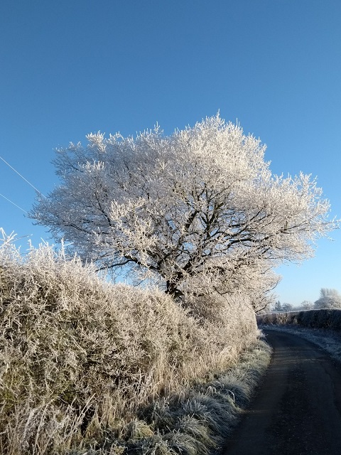 Year 9 student Emma photographed countryside frost.
